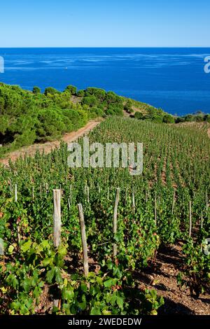 FRANCIA. PYRENEES ORIENTALES (66) BANYULS-SUR-MER. VIGNETO VICINO AL CENTRO DI HELIOTHERAPY Foto Stock