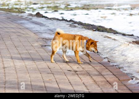 Splendido cane giapponese Shiba Inu rosso e bianco in inverno su sfondo cittadino Foto Stock