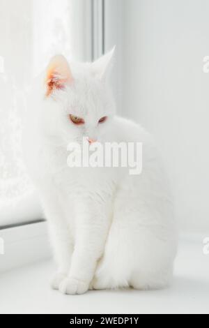 Il gatto bianco siede sul davanzale bianco. Ritratto del bellissimo gatto Bobtail giapponese. Bellissimo gatto con occhi gialli in ambiente domestico. Foto Stock