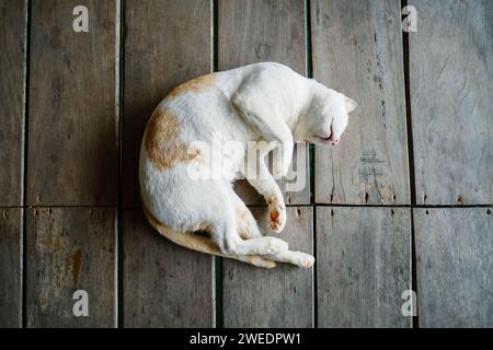 Il gatto dorme in una posizione scomoda. Un gatto divertente giace su una coperta bianca. Un gatto ha spinto le zampe alla sua museruola. Foto Stock