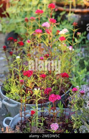 Vasche da bagno galvanizzate d'epoca utilizzate come contenitori di piante, riempite di fiori di dianthus, circondate da fioriere su un patio Foto Stock