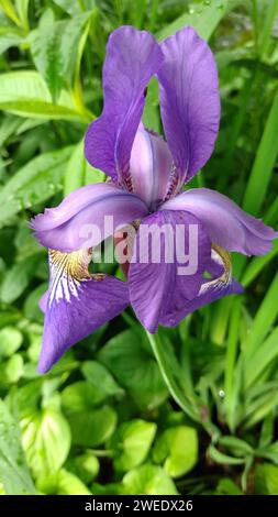 Un primo piano di fiori viola in fiore Foto Stock