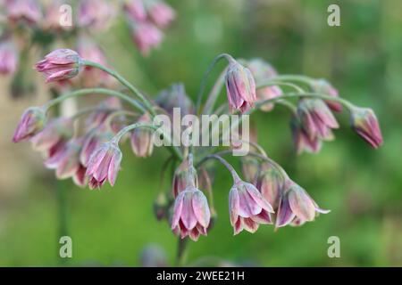 Primo piano di fiori di allium siculum o di nectaroscordum siculum Foto Stock