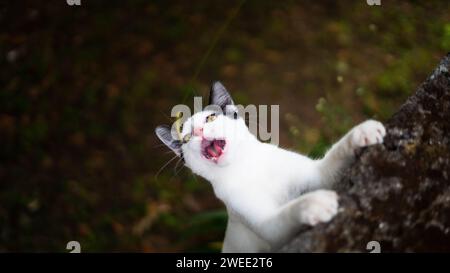 Il bianco e il nero cat pronto ad attaccare mentre guardando a voi e ruggente Foto Stock