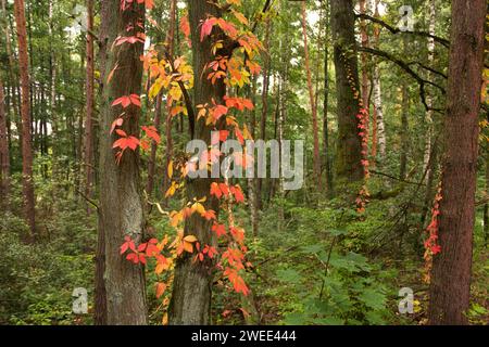Nel profondo della foresta. I colori brillanti dell'autunno sono sugli alberi Foto Stock
