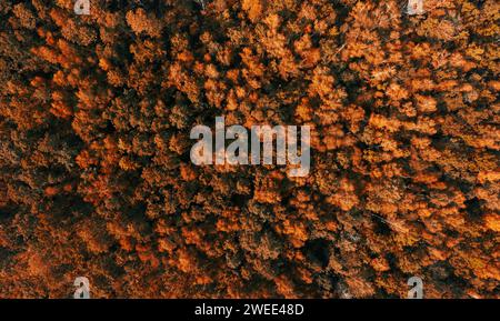 Vista aerea della foresta autunnale con alberi di arancio. Vista dall'alto da un drone volante nella foresta autunnale all'alba. Foto Stock