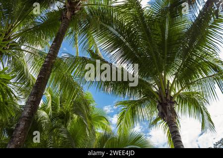 Splendido sfondo tropicale di palme contro il cielo blu. Foto Stock