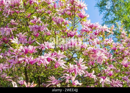 Rami di alberi in fiore con fiori rosa Magnolia Loebner Leonard Messel nel parco o nel giardino su sfondo verde in una giornata soleggiata. Natura, floreale, gard Foto Stock