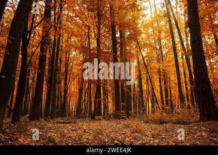 Foresta autunnale. Splendido paesaggio con alberi con foglie d'arancio alla luce del giorno. Foto Stock