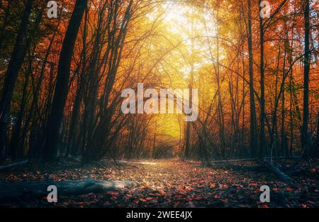 Splendida foresta autunnale con colori vivaci e sentieri. Paesaggio naturale con sole luminoso che splende sulle cime degli alberi. Foto Stock
