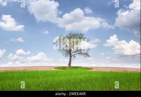 Splendido paesaggio con alberi solitari su prato con erba verde sotto il cielo blu con nuvole bianche. Minimalismo. Foto Stock