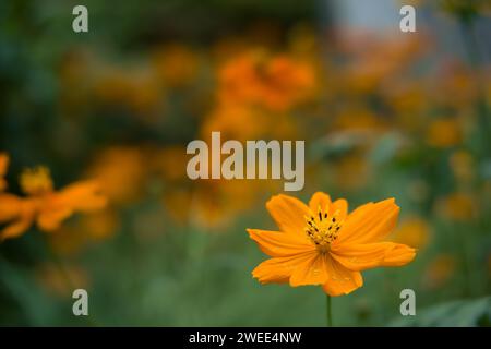 Questo vivace cosmo zolfo è catturato nell'abbraccio della bellezza della natura. Immerso nella luce del sole, il fiore irradia calore e vitalità. Foto Stock