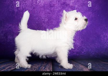 Cane da cucciolo White Terrier delle West Highland su sfondo viola Foto Stock