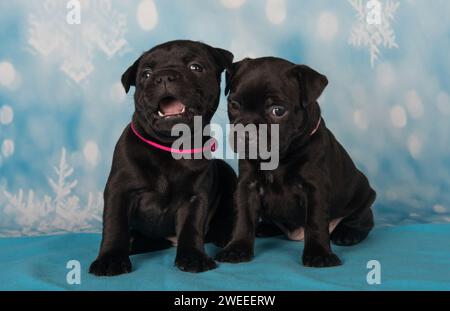 American Staffordshire Bull Terrier cani cuccioli su sfondo blu Foto Stock