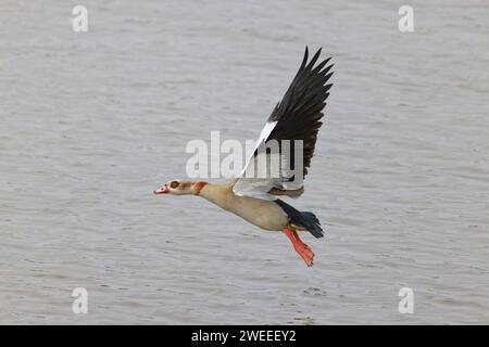 Egyptian Goose - decollo da Alopochen aegyptiaca Essex, UK BI036133 Foto Stock