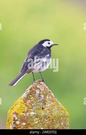 Pied Wagtail Motacilla alba Essex, Regno Unito BI036187 Foto Stock