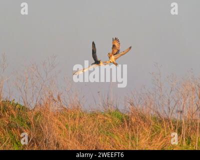 Gufo dalle orecchie corte due uccelli che combattono Asio Flammeus Wallasea Island, Essex, UK BI039268 Foto Stock