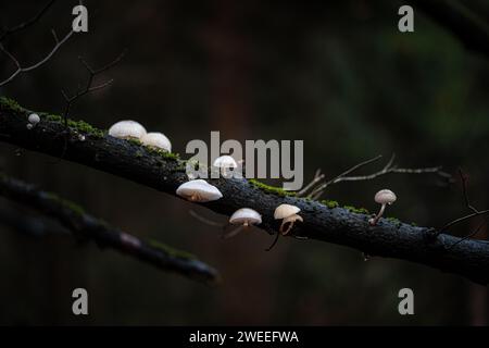 Marasmiellus ramealis, noto come Twig Parachute, fungo selvatico che cresce su ramoscelli in Danimarca Foto Stock