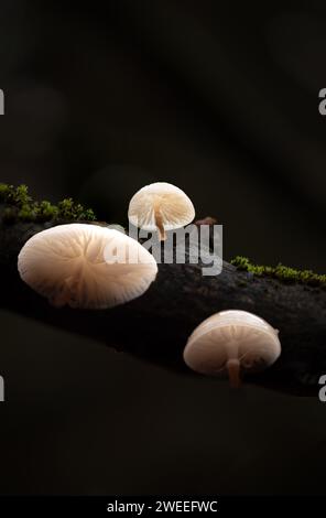 Marasmiellus ramealis, noto come Twig Parachute, fungo selvatico che cresce su ramoscelli in Danimarca Foto Stock