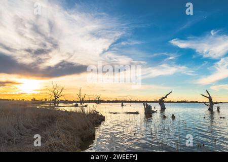 Costa del lago Bonney con ceppi di alberi morti in acqua al tramonto, Barmera, Australia meridionale Foto Stock