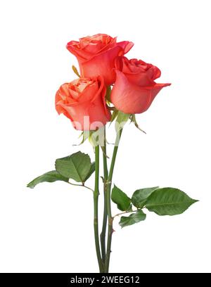 Tre rose rosse arancioni con foglie verdi isolate su sfondo bianco. Foto Stock