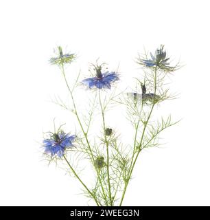 Fiori di Nigella Damascena isolati su sfondo bianco. Messa a fuoco selettiva. Foto Stock