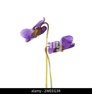 Due fiori primaverili (Viola odorata) isolati su fondo bianco. Wood Violet. Messa a fuoco selettiva Foto Stock