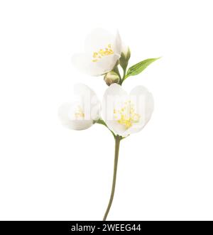 Ciuffi freschi di gelsomino (Filadelfo) con fiori bianchi e boccioli isolati su sfondo bianco. Messa a fuoco selettiva. Foto Stock