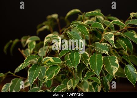 Splendida pianta di casa lussureggiante Ficus benjamina, comunemente nota come fico piangente, fico di benjamin o ficus che cresce in una moderna stanza di casa. Foto Stock