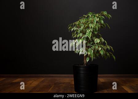 Splendida pianta di casa lussureggiante Ficus benjamina, comunemente nota come fico piangente, fico di benjamin o ficus che cresce in una moderna stanza di casa. Foto Stock