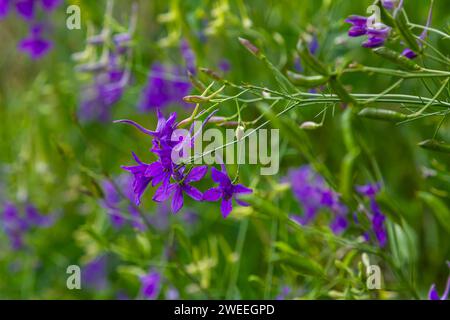 Delphinium selvatico o Consolida Regalis, conosciuto come forking o razzo larkspur. Il campo larkspur è erbaceo, pianta fiorente della famiglia Ranun delle coppe Foto Stock