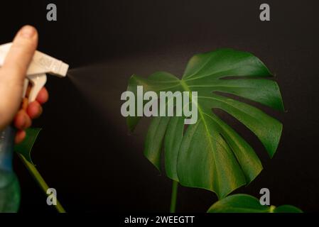 Donna che spruzza la pianta di casa di Monstera, idrata le foglie durante la stagione di riscaldamento a casa. Verde a casa. Amore per le piante, hobby. Accogliente giardino interno. Foto Stock