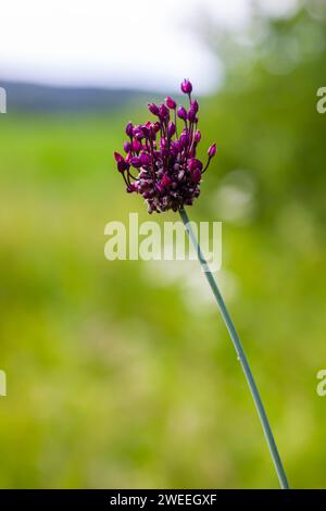 Fiore di porro di sabbia o rocambole Allium scorodoprasum, una specie di cipolla selvatica in Europa. Foto Stock