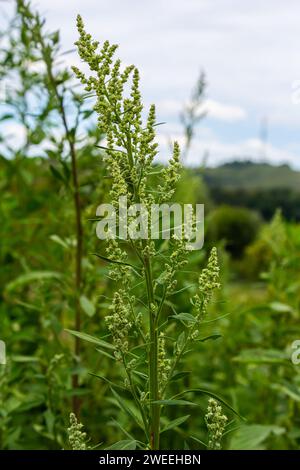 Album Chenopodium, pianta commestibile, nomi comuni includono quarti di agnello, melde, piedi d'oca, piedi d'oca bianchi, spinaci selvatici, bathua e grasso-gallina. Foto Stock