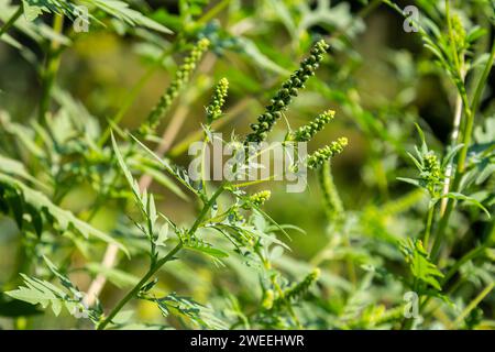 Fiore di un'erba comune, Ambrosia artemisiifolia. Foto Stock