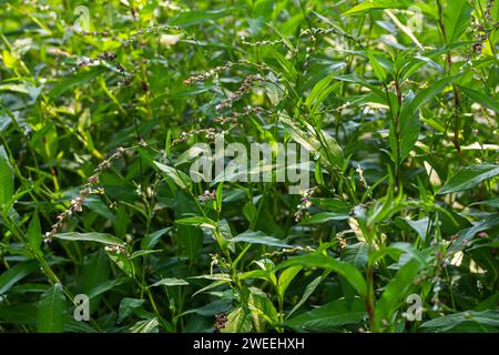 Erbaccia Persicaria lapathifolia cresce in un campo tra le colture agricole. Foto Stock