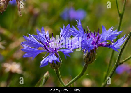 il fiore di mais blu centaurea cyanus è una pianta commestibile. Foto Stock