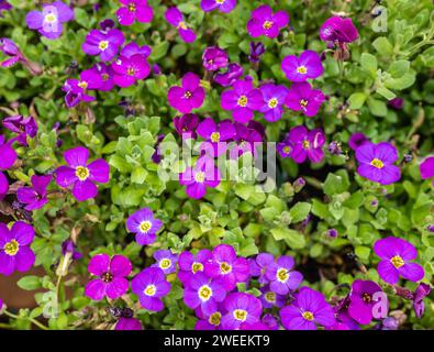 fiori di aubretia viola reale in primavera con foglie verdi. Garden Rock Foto Stock