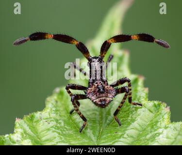 Ancorare la ninfa di bug (Coreus marginatus) sulla foglia di bramble. Tipperary, Irlanda Foto Stock