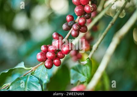 Bacche di caffè arabica, chiang rai, thailandia Foto Stock
