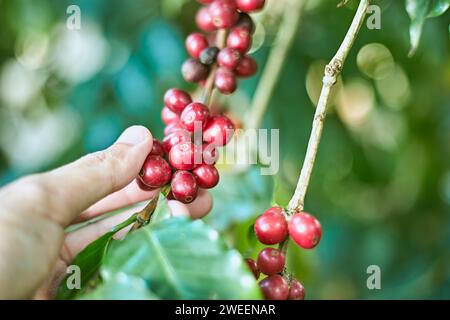 Bacche di caffè arabica, chiang rai, thailandia Foto Stock