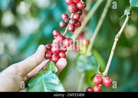 Bacche di caffè arabica, chiang rai, thailandia Foto Stock
