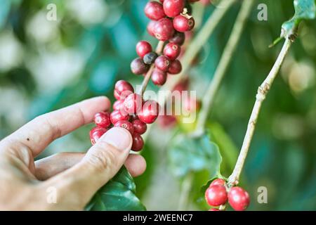 Bacche di caffè arabica, chiang rai, thailandia Foto Stock