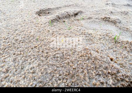 Paesaggio panoramico del deserto di sale Parco Nazionale di Lencois Maranhenses - Parque Nacional dos Lencois Maranhenses nel Brasile nord-orientale Foto Stock