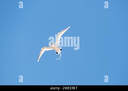 Uccello tropico dalla coda bianca - Phaethon lepturus dorotheae - che vola nel cielo blu sull'isola Fernando de Noronha in Brasile Foto Stock