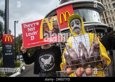 L'AZIONE SOLLECITA L'IMPEGNO NEI CONFRONTI DEGLI attivisti DELLE FATTORIE SENZA GABBIA che sono membri di Animal Friends Jogja ad agire di fronte al McDonald's outlet, Bandung, Giava Occidentale, Indonesia, 25 gennaio 2024. L'azione è stata condotta per esortare McDonald S Indonesia a rilasciare immediatamente l'impegno di utilizzare uova provenienti da allevamenti di polli privi di gabbia, rilasciato da McDonald S America dal 2015. IMAGO/KHAIRIZAL MARIS Bandung Giava Occidentale Indonesia Copyright: XKhairizalxMarisxKhairizalxMarisx ACTION SOLLECITA L'IMPEGNO A FAVORE DI STRATI SENZA GABBIA 09 Foto Stock