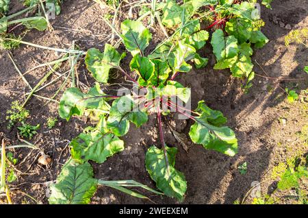 La barbabietola matura cresce nel terreno nell'orto in estate, da vicino. Nutrizione vegetariana Foto Stock