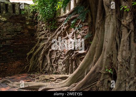 Le radici di Banyan (albero di bodhi) si intrecciano con un muro di mattoni nel Princess Mother Memorial Park, Bangkok, Thailandia Foto Stock