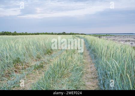 Sentiero sabbioso lungo una spiaggia erbosa. Leymus arenarius, erba di sabbia, erba di lyme mare, o semplicemente erba di lyme. Foto Stock