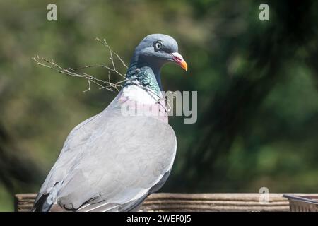 Un piccione di legno, Columba palumbus, con un piccolo ramoscello catturato intorno al collo. Foto Stock